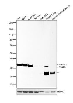 Invitrogen Annexin V Monoclonal Antibody (C13) 20 &mu;L; Unconjugated:Antibodies,