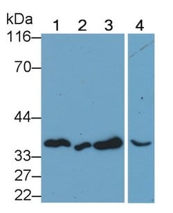 Invitrogen Annexin V Monoclonal Antibody (C13) 200 &mu;L; Unconjugated:Antibodies,
