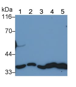 Invitrogen Annexin V Monoclonal Antibody (C13) 20 &mu;L; Unconjugated:Antibodies,