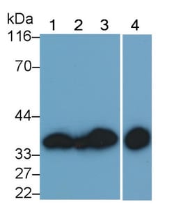 Invitrogen Annexin V Monoclonal Antibody (C13) 20 &mu;L; Unconjugated:Antibodies,