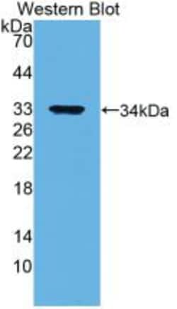 Invitrogen Annexin V Monoclonal Antibody (C13) 20 &mu;L; Unconjugated:Antibodies,