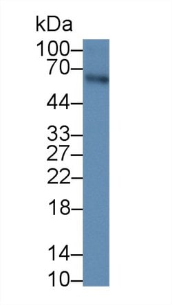 Invitrogen AMH Monoclonal Antibody (4-1#) 200 &mu;L; Unconjugated:Antibodies,