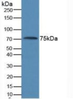 Invitrogen AMH Monoclonal Antibody (4-1#) 200 &mu;L; Unconjugated:Antibodies,