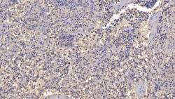 Invitrogen Antithrombin Monoclonal Antibody (C3) 200 &mu;L; Unconjugated:Antibodies,