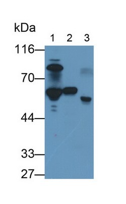 Invitrogen Antithrombin Monoclonal Antibody (C3) 200 &mu;L; Unconjugated:Antibodies,
