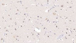 Invitrogen APOL2 Monoclonal Antibody (C1):Antibodies:Primary Antibodies