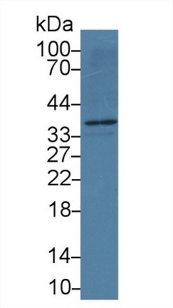 Invitrogen APOL2 Monoclonal Antibody (C1):Antibodies:Primary Antibodies