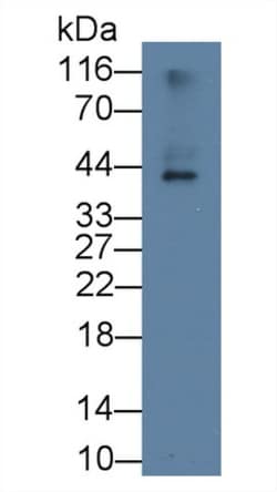 Invitrogen APOL2 Monoclonal Antibody (C1) 200 &mu;L | Buy Online | Invitrogen&trade; | Fisher Scientific