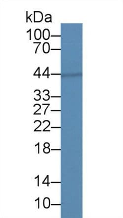 Invitrogen Aquaporin 4 Monoclonal Antibody (C9) 200 &mu;L; Unconjugated:Antibodies,