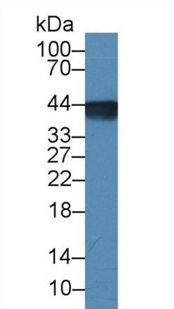 Invitrogen Aquaporin 4 Monoclonal Antibody (C9) 200 &mu;L; Unconjugated:Antibodies,