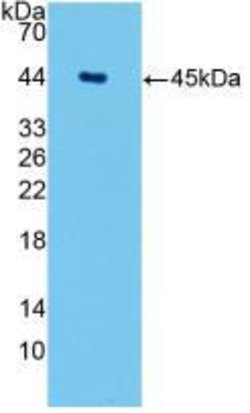 Invitrogen Aquaporin 4 Monoclonal Antibody (C9) 200 &mu;L; Unconjugated:Antibodies,