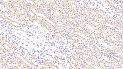 Invitrogen BMP3 Monoclonal Antibody (D3) 200 &mu;L; Unconjugated:Antibodies,