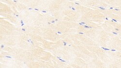 Invitrogen BMP3 Monoclonal Antibody (D3) 200 &mu;L; Unconjugated:Antibodies,