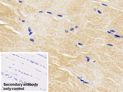 Invitrogen BMP3 Monoclonal Antibody (D3) 200 &mu;L; Unconjugated:Antibodies,