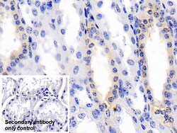 Invitrogen BMP3 Monoclonal Antibody (D3) 200 &mu;L; Unconjugated:Antibodies,