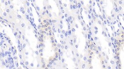 Invitrogen BMP3 Monoclonal Antibody (D3) 200 &mu;L; Unconjugated:Antibodies,