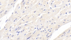 Invitrogen BMP3 Monoclonal Antibody (D3) 200 &mu;L; Unconjugated:Antibodies,