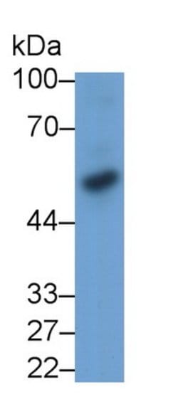 Invitrogen BMP3 Monoclonal Antibody (D3) 200 &mu;L; Unconjugated:Antibodies,