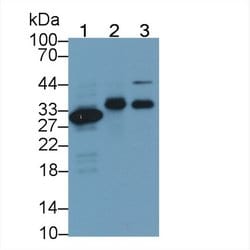 Carbonic Anhydrase IV Monoclonal Antibody (C16), Invitrogen 200 &mu;L;