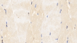 Invitrogen Caspase 6 Monoclonal Antibody (C1) 200 &mu;L; Unconjugated:Antibodies,