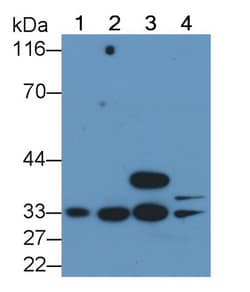 Invitrogen Caspase 6 Monoclonal Antibody (C1) 200 &mu;L; Unconjugated:Antibodies,