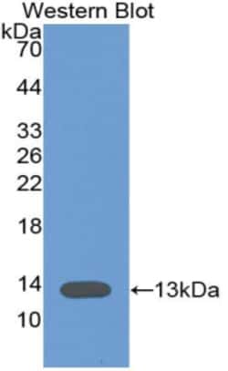 Invitrogen Caspase 6 Monoclonal Antibody (C1) 200 &mu;L; Unconjugated:Antibodies,