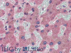 Invitrogen Ceruloplasmin Monoclonal Antibody (C1):Antibodies:Primary Antibodies