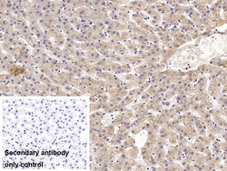 Invitrogen Ceruloplasmin Monoclonal Antibody (C1):Antibodies:Primary Antibodies
