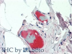 Invitrogen Ceruloplasmin Monoclonal Antibody (C1):Antibodies:Primary Antibodies