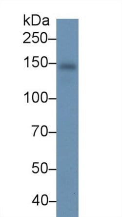 Invitrogen Ceruloplasmin Monoclonal Antibody (C1):Antibodies:Primary Antibodies