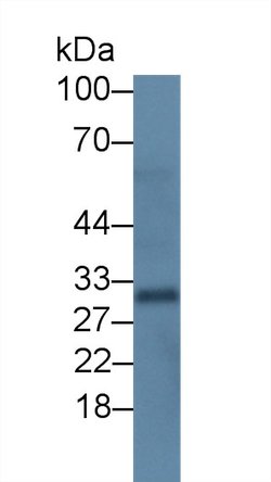 Invitrogen Uteroglobin Monoclonal Antibody (C2):Antibodies:Primary Antibodies