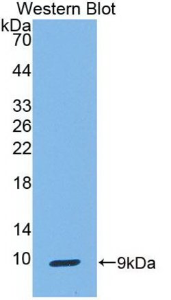 Invitrogen Uteroglobin Monoclonal Antibody (C2):Antibodies:Primary Antibodies
