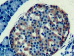 Invitrogen Apolipoprotein J Monoclonal Antibody (C1) 20 &mu;L; Unconjugated:Antibodies,