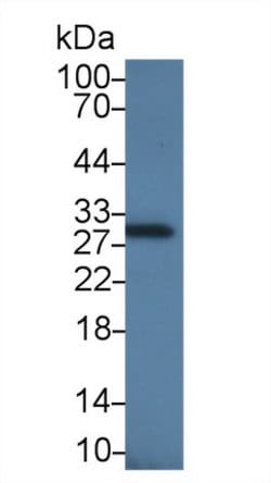 Invitrogen Apolipoprotein J Monoclonal Antibody (C1) 20 &mu;L; Unconjugated:Antibodies,