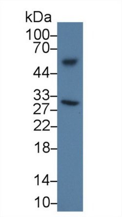 Invitrogen Apolipoprotein J Monoclonal Antibody (C1) 20 &mu;L; Unconjugated:Antibodies,