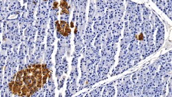 Invitrogen Apolipoprotein J Monoclonal Antibody (D18) 20 &mu;L; Unconjugated:Antibodies,