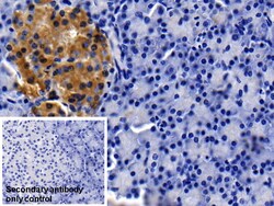 Invitrogen Apolipoprotein J Monoclonal Antibody (D18) 20 &mu;L; Unconjugated:Antibodies,