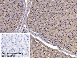 Invitrogen Apolipoprotein J Monoclonal Antibody (D18) 20 &mu;L; Unconjugated:Antibodies,