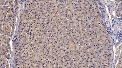 Invitrogen Apolipoprotein J Monoclonal Antibody (D18) 20 &mu;L; Unconjugated:Antibodies,