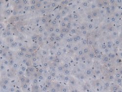 Invitrogen Prothrombin Monoclonal Antibody (C13):Antibodies:Primary Antibodies