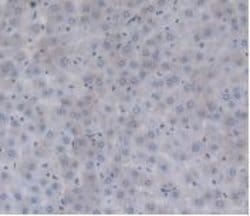 Invitrogen Prothrombin Monoclonal Antibody (C13):Antibodies:Primary Antibodies