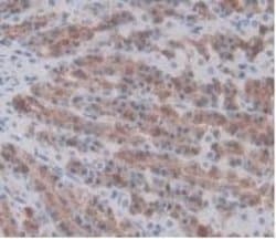 Invitrogen Prothrombin Monoclonal Antibody (C13):Antibodies:Primary Antibodies