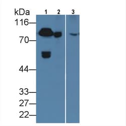 Invitrogen Prothrombin Monoclonal Antibody (C13) 20 &mu;L; Unconjugated:Antibodies,