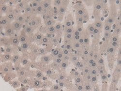 Invitrogen Prothrombin Monoclonal Antibody (C10) 200 &mu;L; Unconjugated:Antibodies,