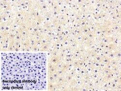 Invitrogen Prothrombin Monoclonal Antibody (C10) 20 &mu;L; Unconjugated:Antibodies,