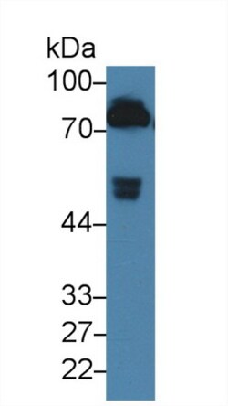 Invitrogen Prothrombin Monoclonal Antibody (C10) 20 &mu;L; Unconjugated:Antibodies,