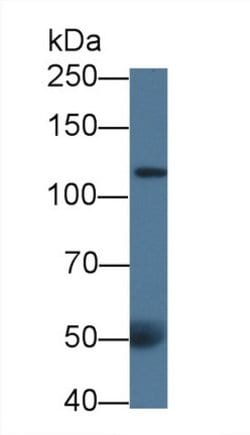 Invitrogen Collagen III Monoclonal Antibody (C24) 20 &mu;L; Unconjugated:Antibodies,
