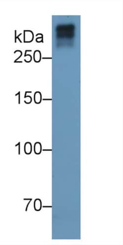 Invitrogen COL7A1 Monoclonal Antibody (C7) 200 &mu;L; Unconjugated:Antibodies,