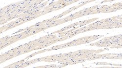 Invitrogen CRHBP Monoclonal Antibody (C11) 20 &mu;L; Unconjugated:Antibodies,