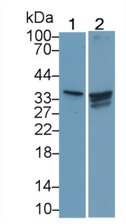 Invitrogen CRHBP Monoclonal Antibody (C11) 20 &mu;L; Unconjugated:Antibodies,
